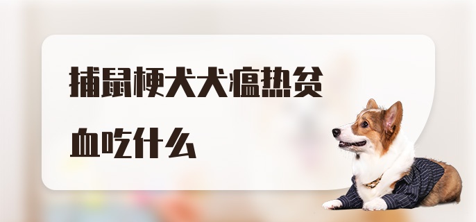 捕鼠梗犬犬瘟热贫血吃什么