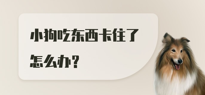 小狗吃东西卡住了怎么办？