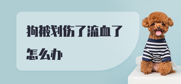 狗被划伤了流血了怎么办