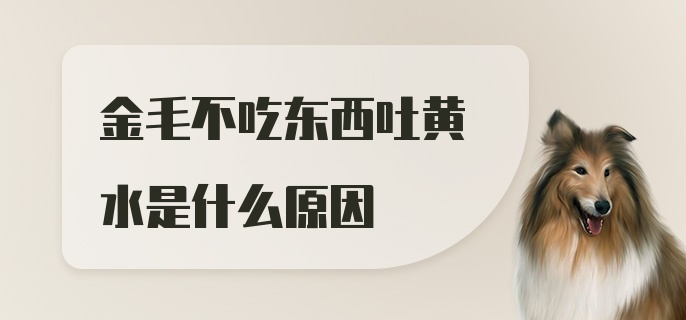 金毛不吃东西吐黄水是什么原因