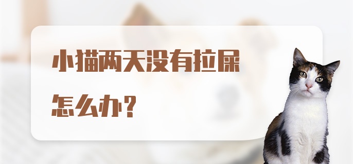 小猫两天没有拉屎怎么办？