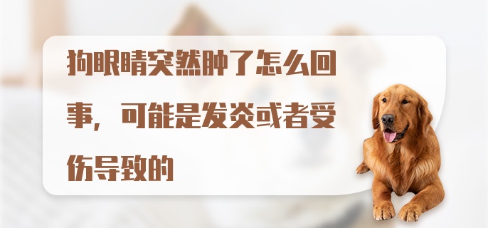 狗眼睛突然肿了怎么回事，可能是发炎或者受伤导致的