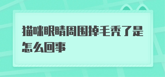 猫咪眼睛周围掉毛秃了是怎么回事