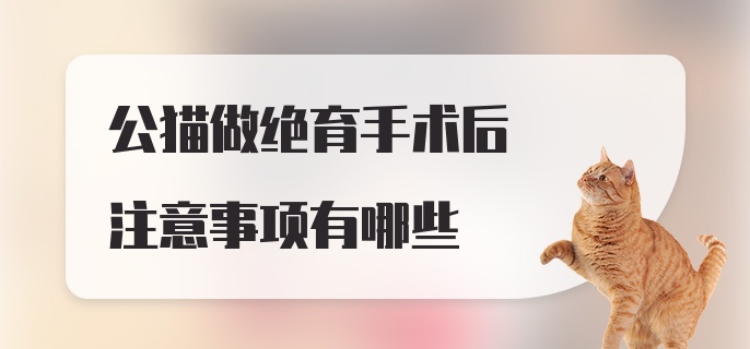 公猫做绝育手术后注意事项有哪些