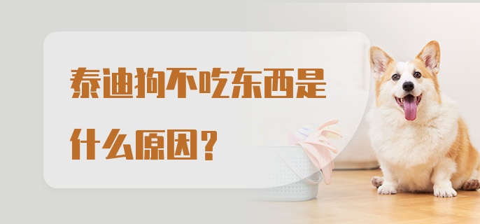 泰迪狗不吃东西是什么原因?