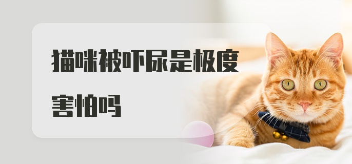 猫咪被吓尿是极度害怕吗