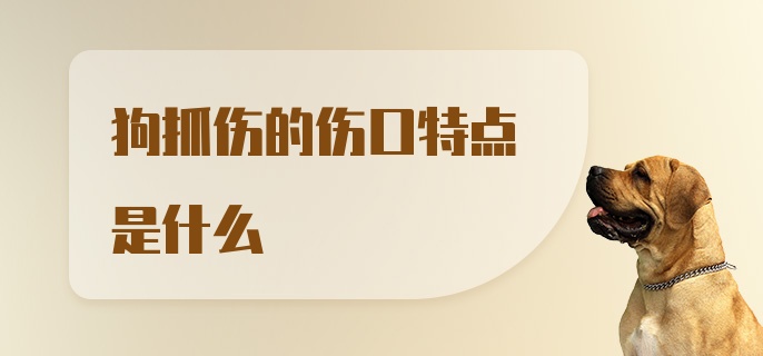 狗抓伤的伤口特点是什么