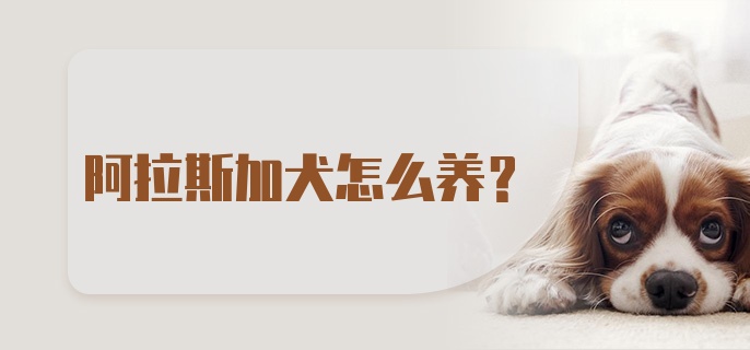 阿拉斯加犬怎么养?