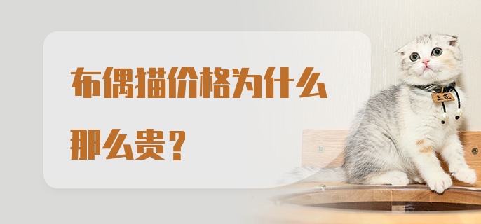 布偶猫价格为什么那么贵？