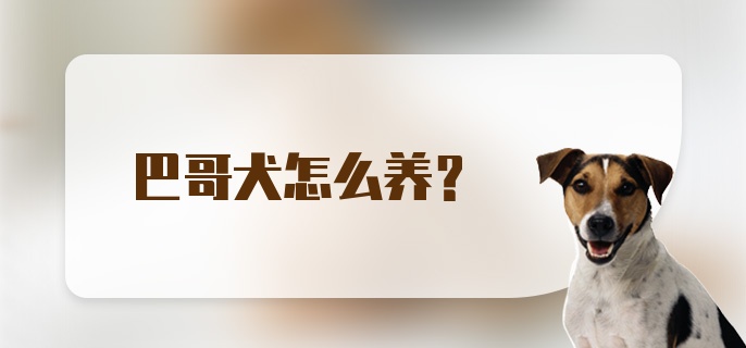 巴哥犬怎么养？