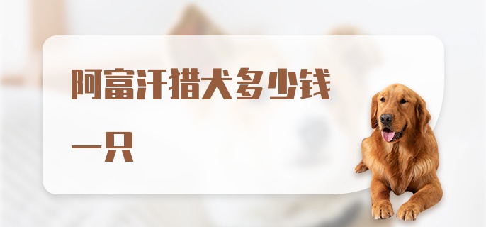 阿富汗猎犬多少钱一只