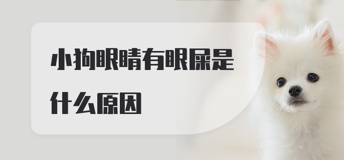 小狗眼睛有眼屎是什么原因