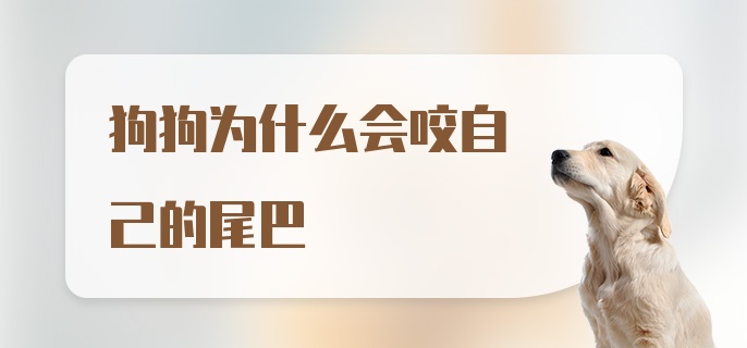 狗狗为什么会咬自己的尾巴