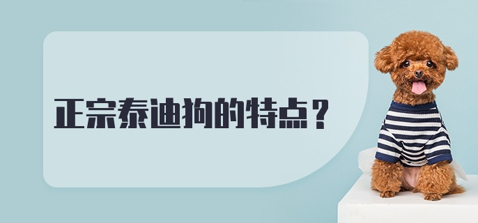 正宗泰迪狗的特点？