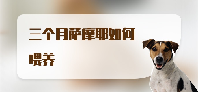 三个月萨摩耶如何喂养