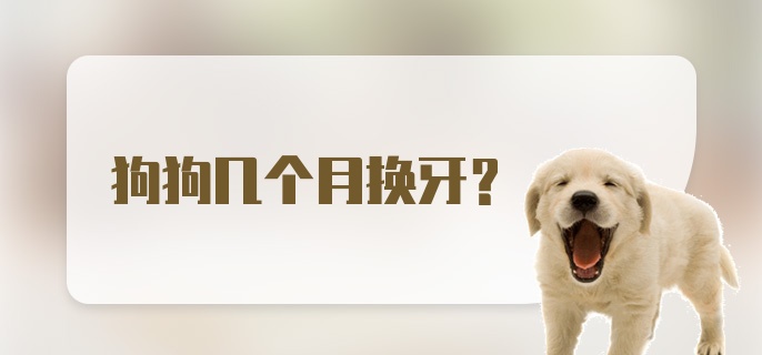 狗狗几个月换牙？