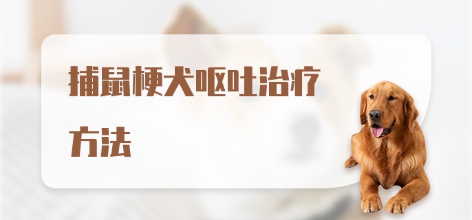 捕鼠梗犬呕吐治疗方法