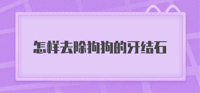 怎样去除狗狗的牙结石