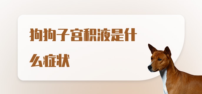 狗狗子宫积液是什么症状