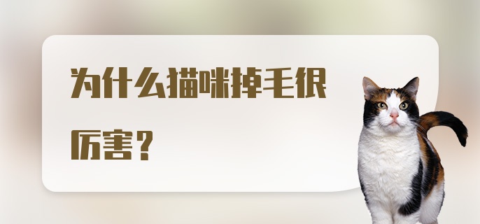 为什么猫咪掉毛很厉害？