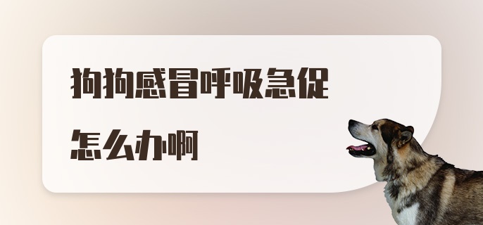 狗狗感冒呼吸急促怎么办啊