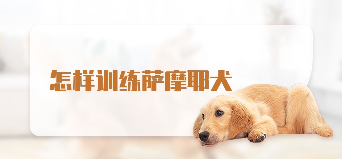 怎样训练萨摩耶犬