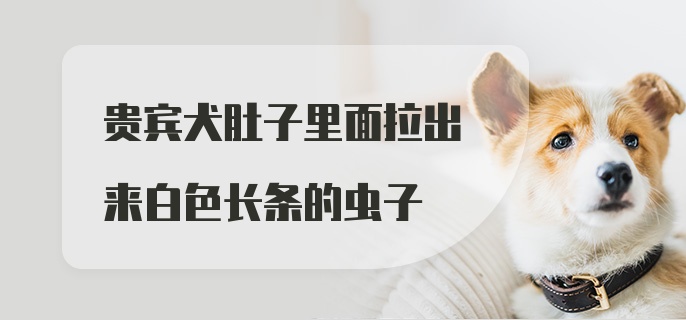 贵宾犬肚子里面拉出来白色长条的虫子