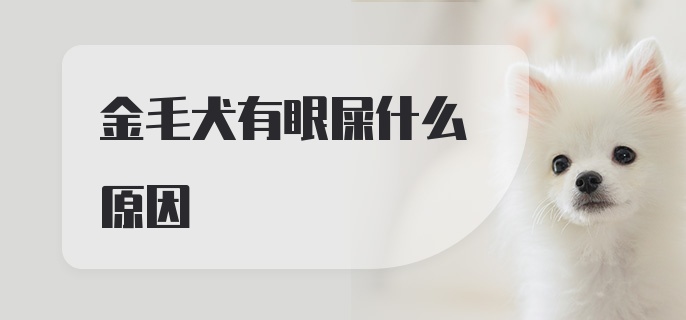 金毛犬有眼屎什么原因