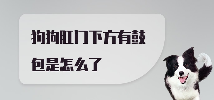 狗狗肛门下方有鼓包是怎么了