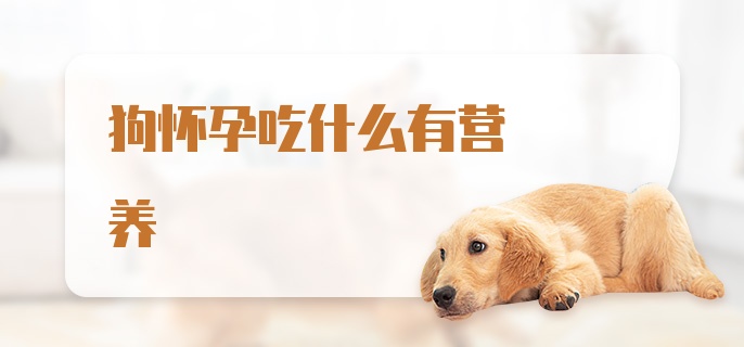 狗怀孕吃什么有营养