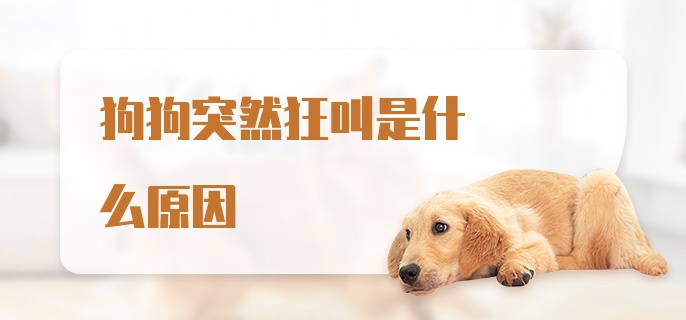 狗狗突然狂叫是什么原因