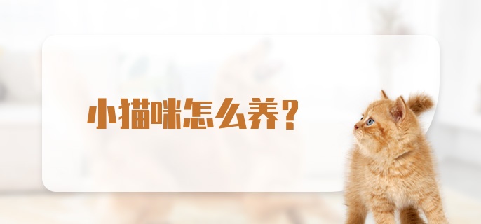 小猫咪怎么养？