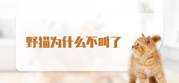 野猫为什么不叫了