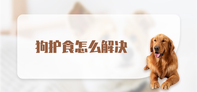 狗护食怎么解决