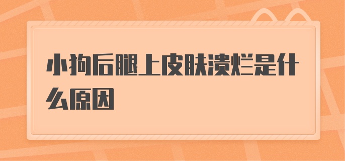 小狗后腿上皮肤溃烂是什么原因