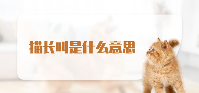 猫长叫是什么意思