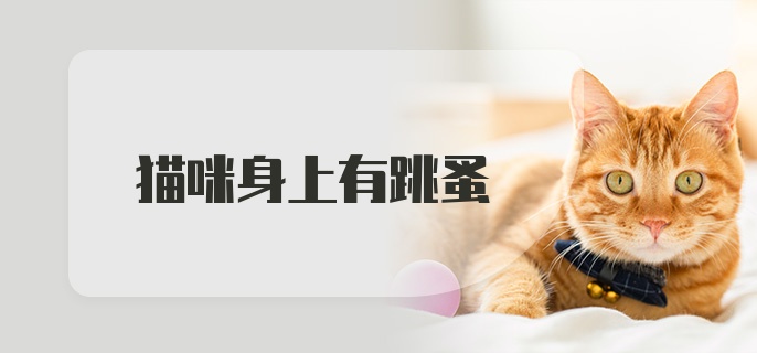 猫咪身上有跳蚤