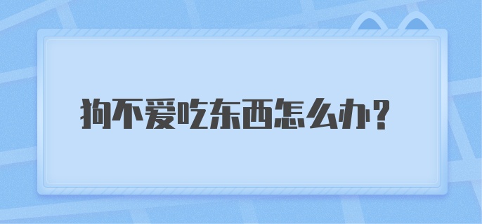 狗不爱吃东西怎么办？