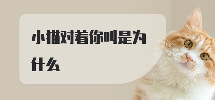 小猫对着你叫是为什么