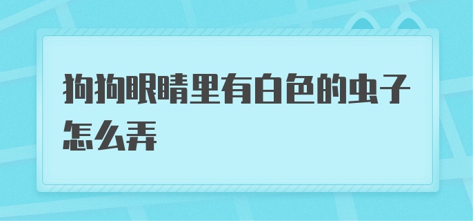 狗狗眼睛里有白色的虫子怎么弄