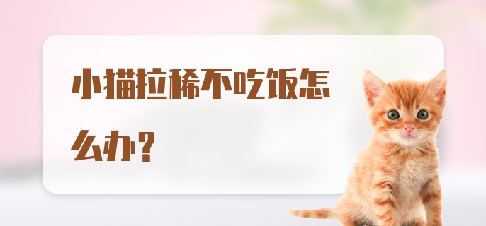 小猫拉稀不吃饭怎么办？