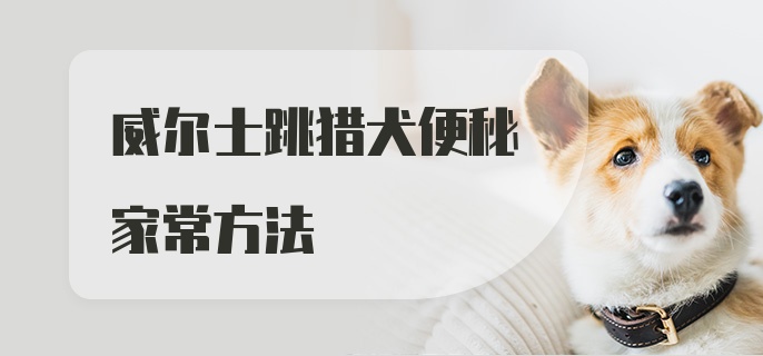 威尔士跳猎犬便秘家常方法