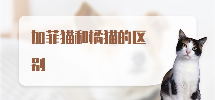 加菲猫和橘猫的区别