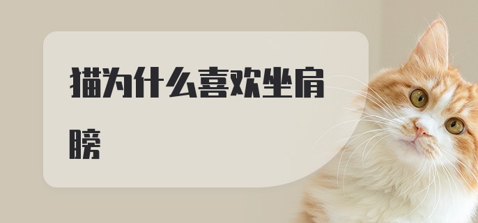 猫为什么喜欢坐肩膀