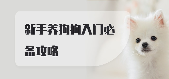 新手养狗狗入门必备攻略