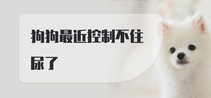 狗狗最近控制不住尿了