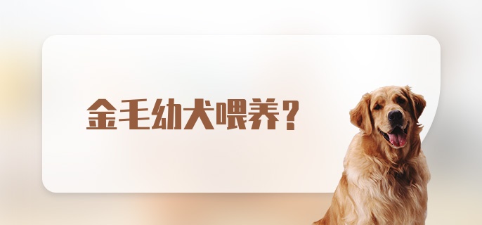 金毛幼犬喂养？