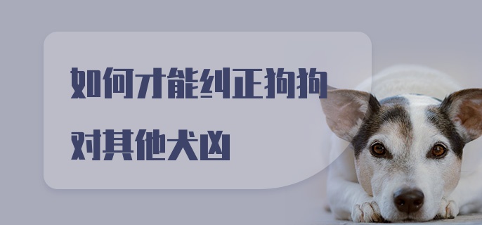 如何才能纠正狗狗对其他犬凶