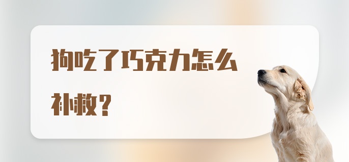 狗吃了巧克力怎么补救？