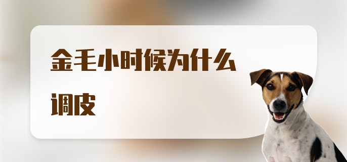 金毛小时候为什么调皮